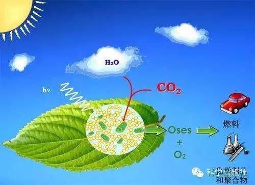 從自然開始:天然等級孔材料與合成材料