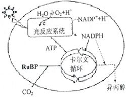 如圖甲表示某綠色植物的細(xì)胞代謝狀況,圖乙表示在一定條件下測(cè)得的該植物光照強(qiáng)度與光合速率的關(guān)系,圖丙是某興趣小組將該植物栽培在密閉玻璃溫室中.用紅外線測(cè)量?jī)x測(cè)得室內(nèi)的