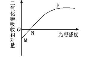 2013東營 如圖曲線表示一段時間內(nèi)某植物葉片吸收二氧化碳與光照強度的關(guān)系 以下分析正確的是 a.n點表示該植物既不進行光合作用也不進行呼吸作用 b.mp段表示該植物的光合作用隨光照強度的增強而增
