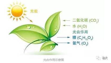 果樹的光合作用 自然奇跡的奇妙運(yùn)作