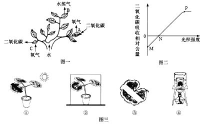 夏日清涼何處尋？紫金公園的綠意與光合作用